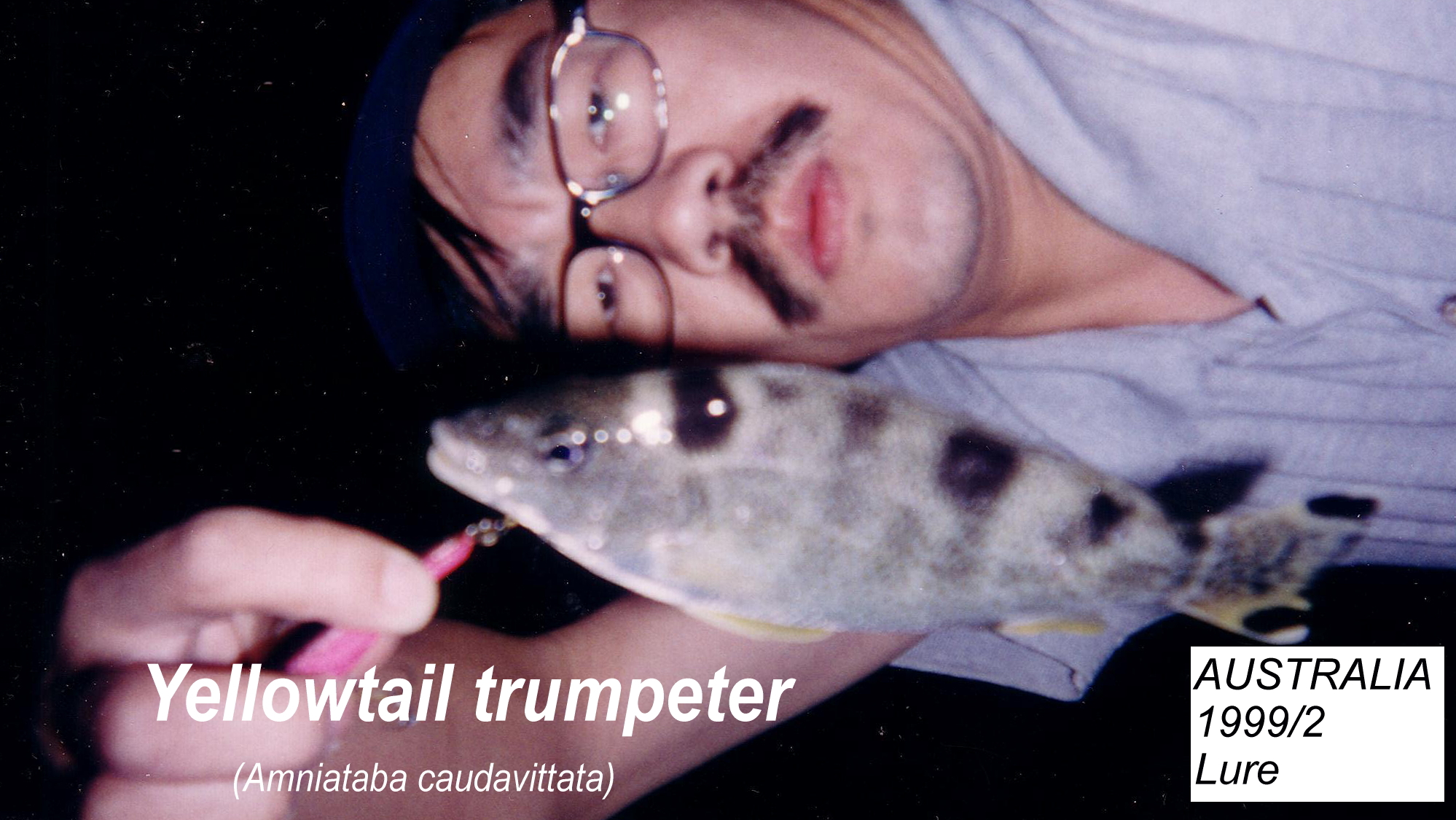 Yellowtail trumpeter